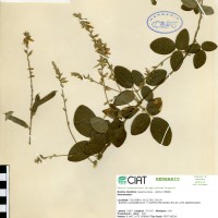 9554 herbarium