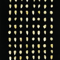 CIMMYTMA 26899 TLAX 350 TC24U-2903-71 K.jpg