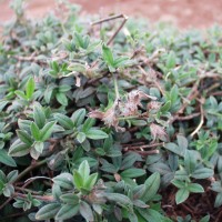 Stylosanthes guianensis 11826 pod.JPG