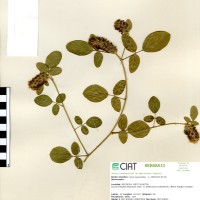 18402 herbarium