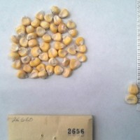 CIMMYTMA 2656 - Reference Inventory.jpg