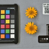 CIP 205032 (flower).jpg