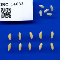 IRGC 14633 Seed Photo