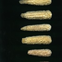 CIMMYTMA 20490 BOZM 1514 TC22U-2903-69 C.jpg