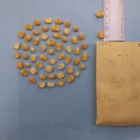 CIMMYTMA 7491 - Reference inventory.jpg