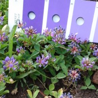 Trifolium decorum_2053 (4).jpg