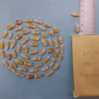 CIMMYTMA 7699 - Reference inventory.jpg