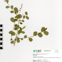 21289 herbarium