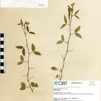 9609 herbarium