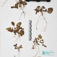 CIP 761605_OCH 13395_01.jpg