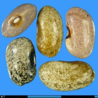 G50516O seed.jpg