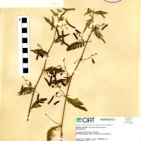 18236 herbarium