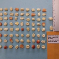 CIMMYTMA 16185 - Reference Inventory.jpg