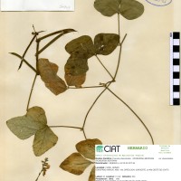 20963 herbarium