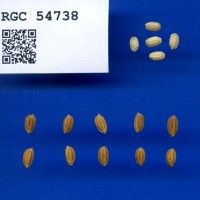 IRGC 54738 Seed Photo