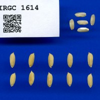 IRGC 1614 Seed Photo