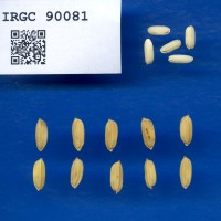 IRGC 90081 Seed Photo