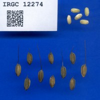 IRGC 12274 Seed Photo