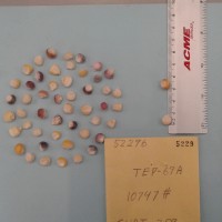 CIMMYTMA 5229 - Reference Inventory.jpg