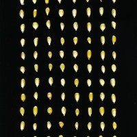 CIMMYTMA 5638 VERA 321 TC24U-2903-121 K.jpg