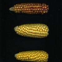 CIMMYTMA 16992 ECUA 756 TC19U-2903-7 E10 _Ready.jpg