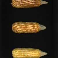 CIMMYTMA 1714 PANA 81 AF23A-0903-196 E.jpg