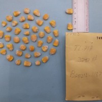 CIMMYTMA 7490 - Reference inventory.jpg