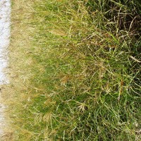 Chloris gayana 7757 (full plant).JPG