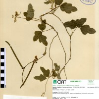 17281 herbarium