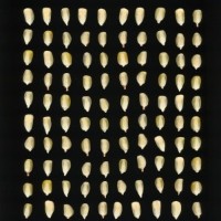 CIMMYTMA 19358 MEXI 300 BA22U-2903-7 K.jpg