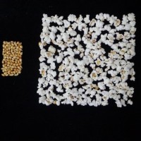 Popped and not popped comparison.jpg