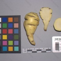 CIP 203066 Tuber