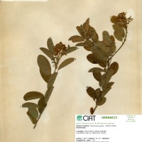 13982 herbarium