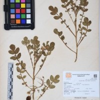 CIP 760028_OCH S79_01.jpg