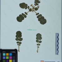 CIP 761464 herbarium