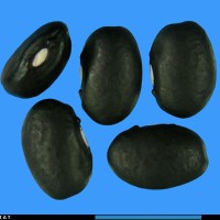 G2667 seed.jpg