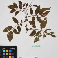 CIP 762335_OCHS 15599_01.jpg