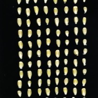 CIMMYTMA 16623 PUEB 564 TC24U-2903-270 K.jpg