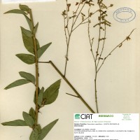 13635 herbarium