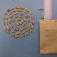 CIMMYTMA 7733 - Reference inventory.jpg