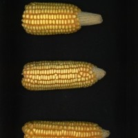 CIMMYTMA 28901 BOZM 0026 AF19A-0903-69 E.jpg