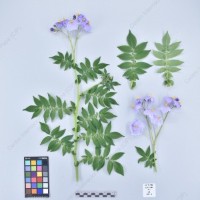 CIP 761205_OCHS 11309_wtm_H_2024.jpg