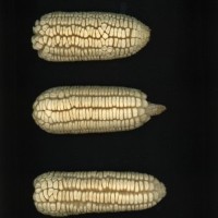 CIMMYTMA 18886 NAYA 65 AF18A-0903-69 E1.jpg