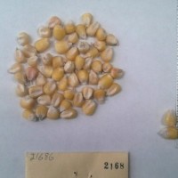 CIMMYTMA 2168 - Reference Inventory.jpg