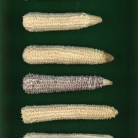 CIMMYTMA 1110 HAIT 41 AF18A-0903-208 C.jpg