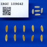 IRGC 109642 Seed Photo