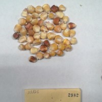 CIMMYTMA 2982 - Reference Inventory.jpg