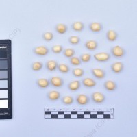 CIP 760017_OCH S49_pcsxhcb_T_2024.jpg