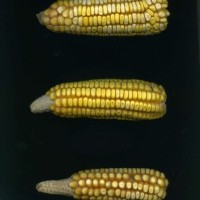 CIMMYTMA 5932 BRAZ 1614 GD21B-6903-51 E.jpg