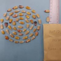 CIMMYTMA 7546 - Reference inventory.jpg